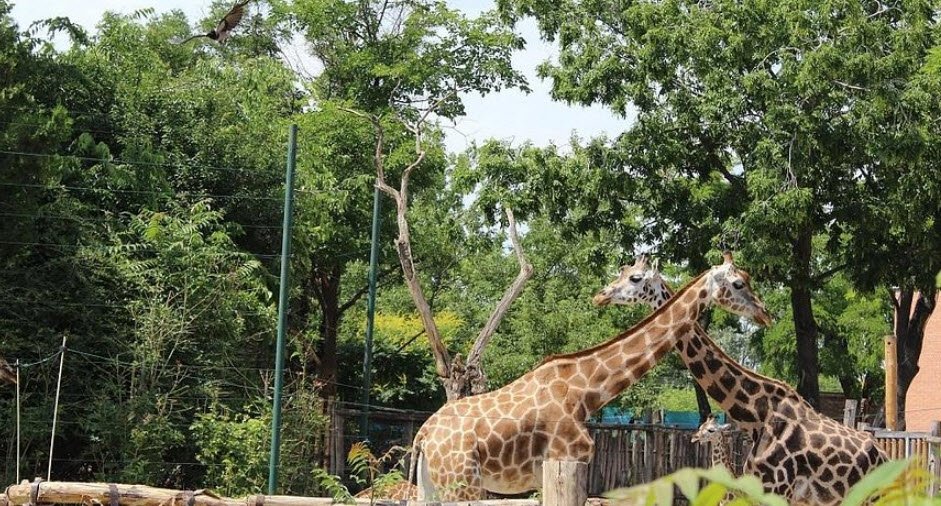 Budapest Zoo &amp; Botanical Garden, Budapest, Hungary, Hungary